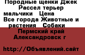 Породные щенки Джек Рассел терьер-мальчики › Цена ­ 40 000 - Все города Животные и растения » Собаки   . Пермский край,Александровск г.